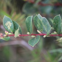 Gaultheria fragrantissima Wall.